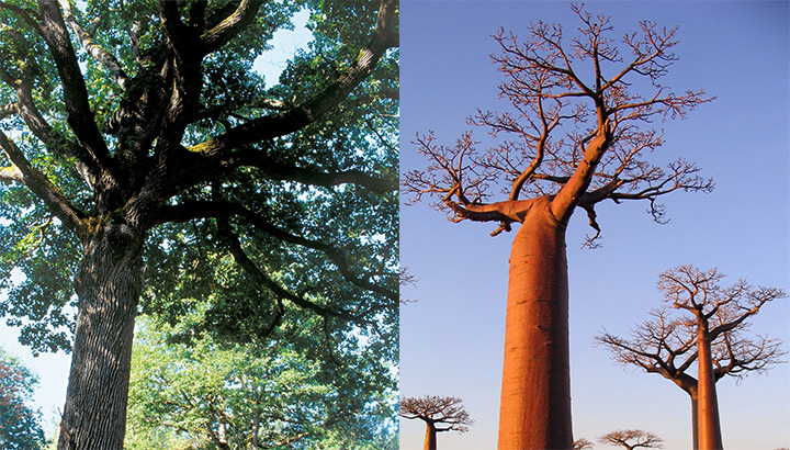 En mai sur RCF : des arbres, des humains, des continents